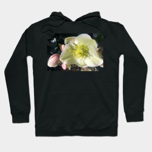 Radiant Heart of the Tender Winter Hellebore Hoodie